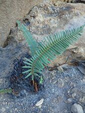 Polystichum imbricans Fire recovery